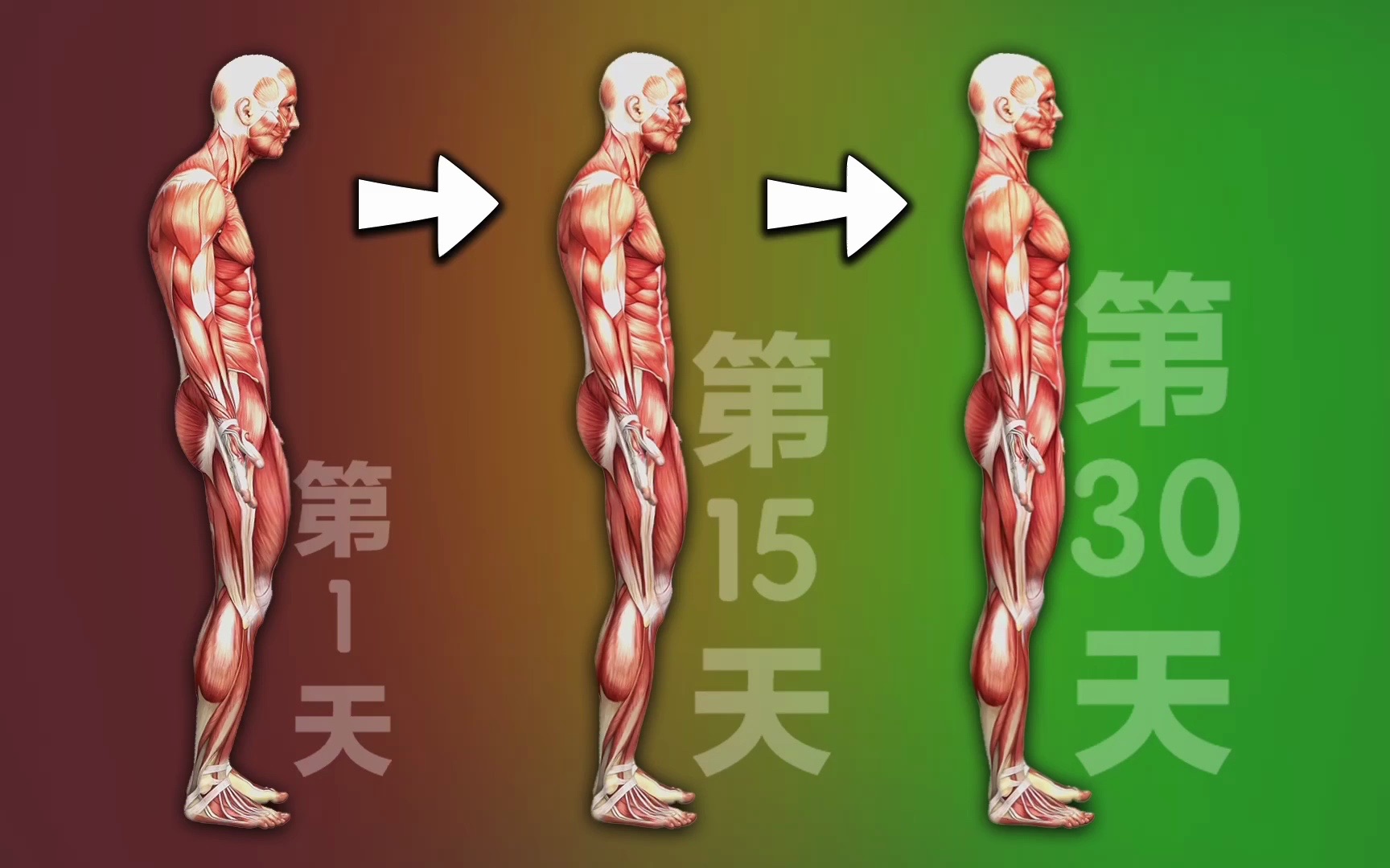 [图]30天彻底改变不良体态，从根本解决问题。