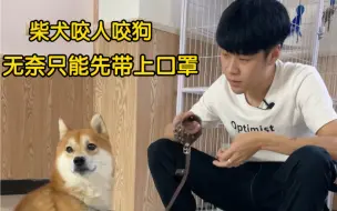 Descargar video: 柴犬开开的训练难度又加码了，不仅要解决咬人的问题，还要让它不攻击同类