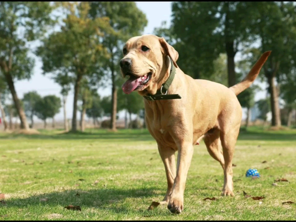 治愈1_哔哩哔哩 (゜-゜)つロ 干杯~-bilibili