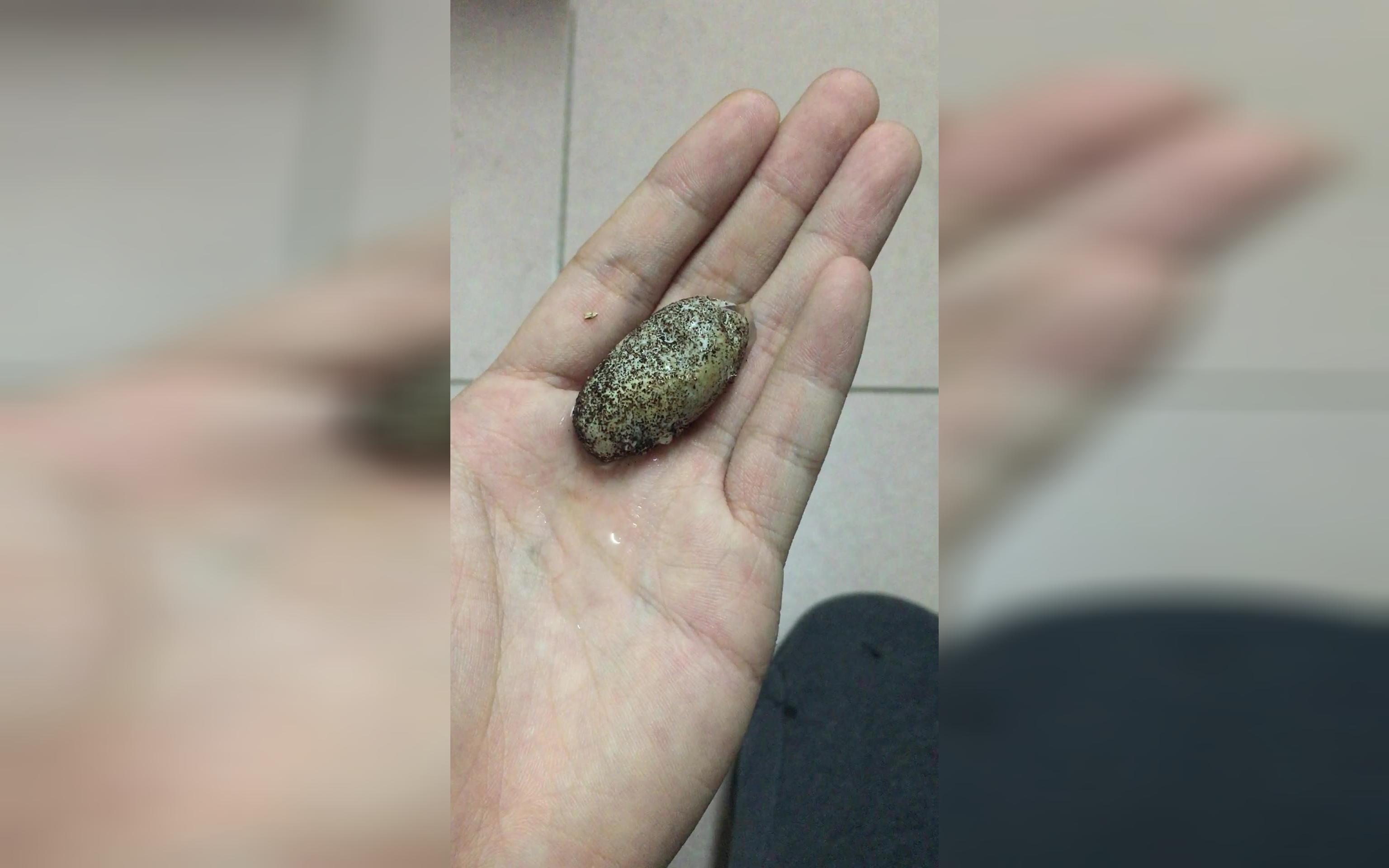 豹纹守宫蛋蛋在手中孵化