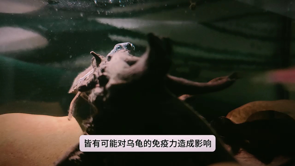 家养水龟讲坛之五十一——乌龟眼睛红肿的原因