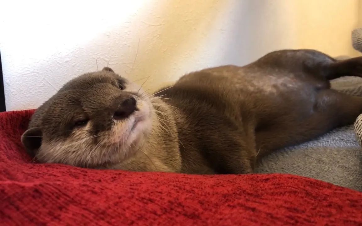 【水獭】水獭的睡觉姿势有点色气【小樱花和小年糕】_哔哩哔哩_bili