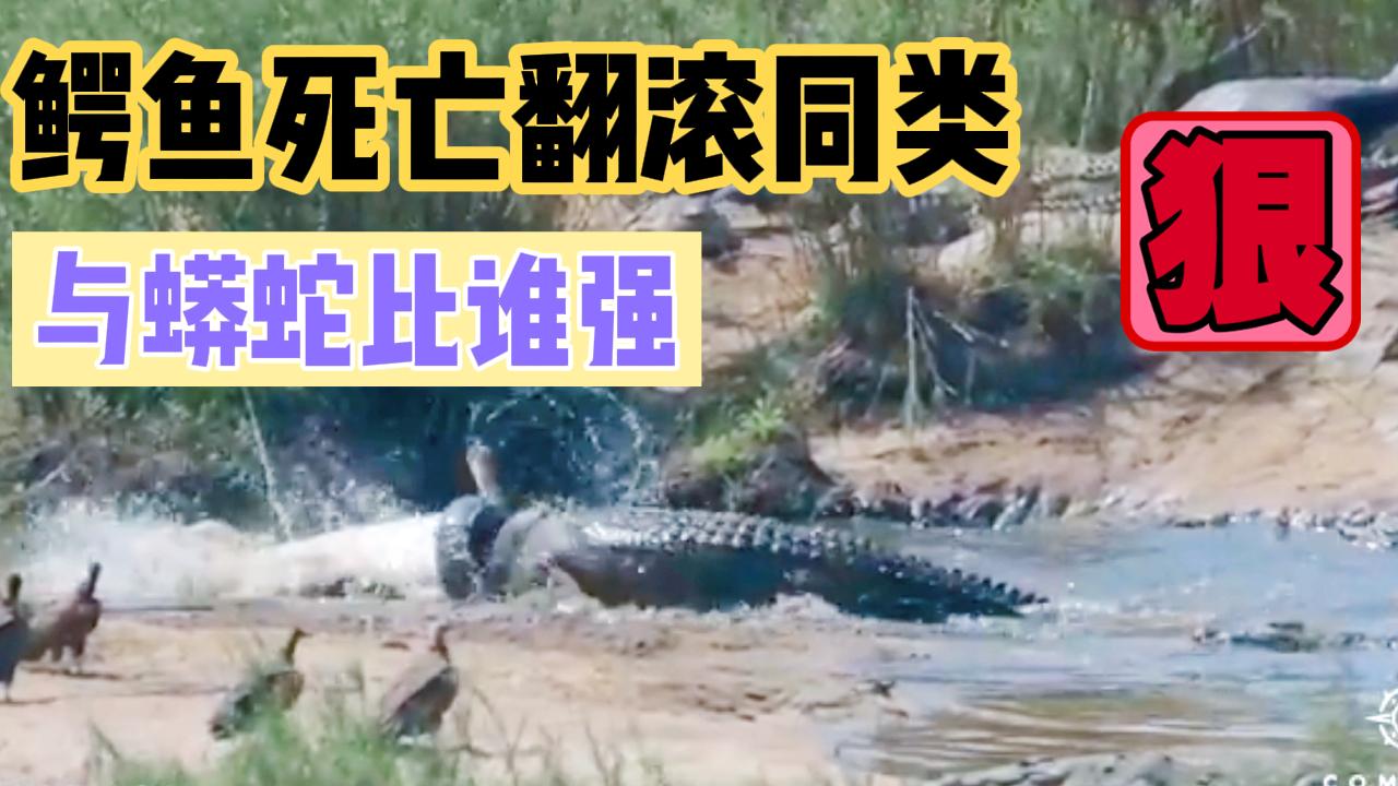 鳄鱼死亡翻滚咬断手图片