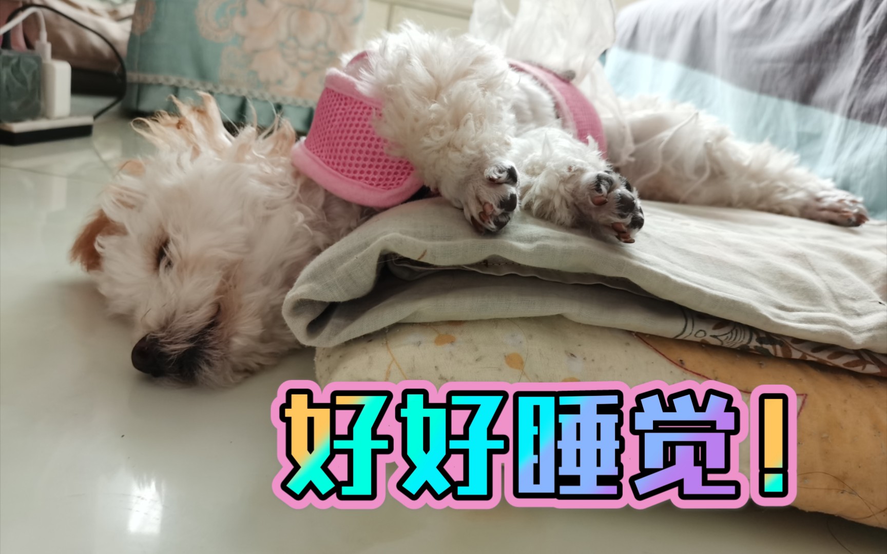 傻狗子睡觉,蠢萌可爱,睡得真香!