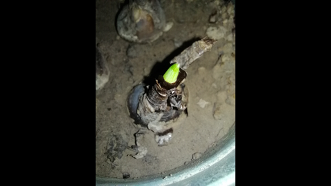 彼岸花生长过程 截止到第一次开花 哔哩哔哩