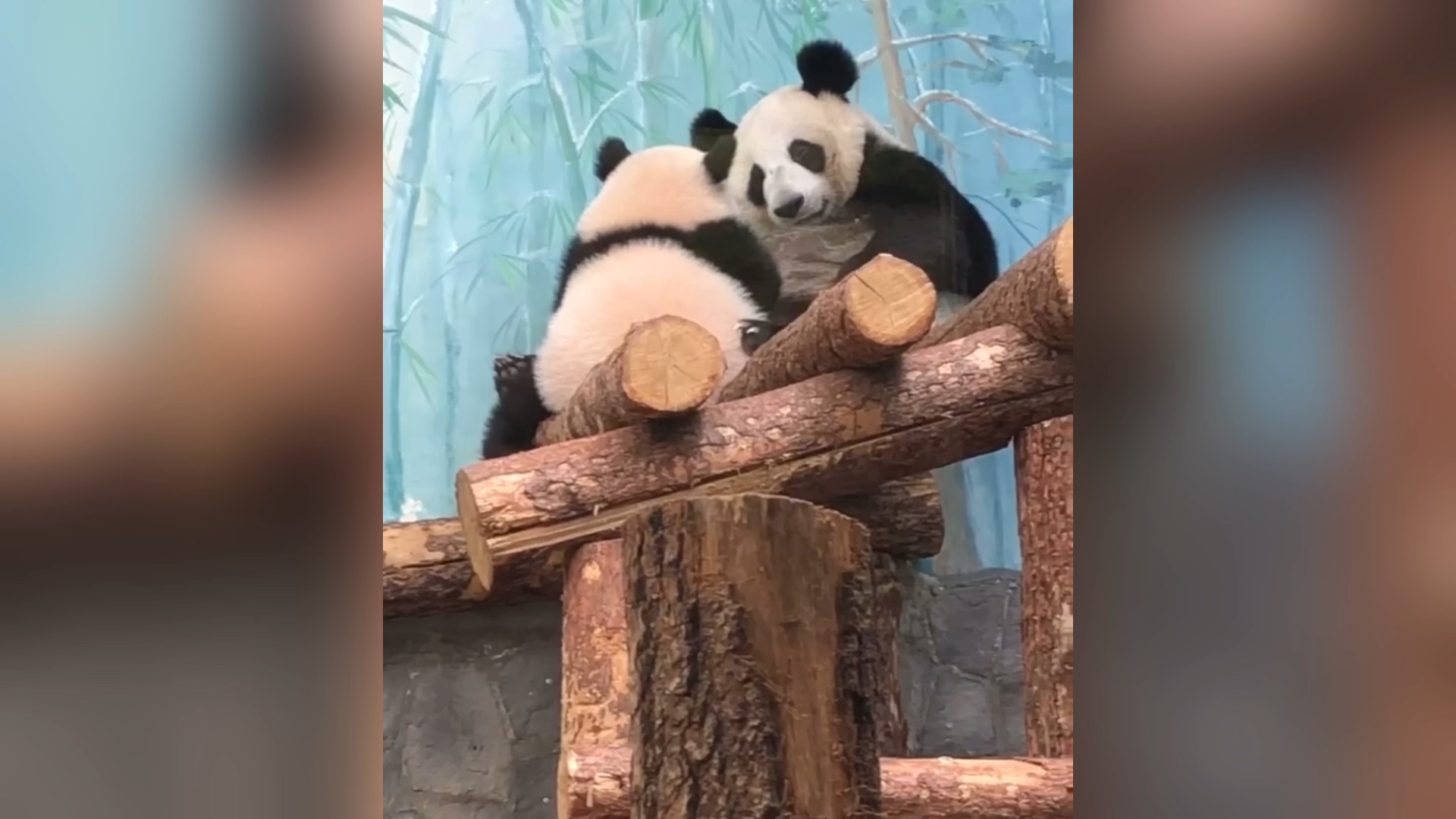 小猪熊吃奶咯~她还会把妈妈熊掌扒拉开,霸道小熊哔哩哔哩bilibili