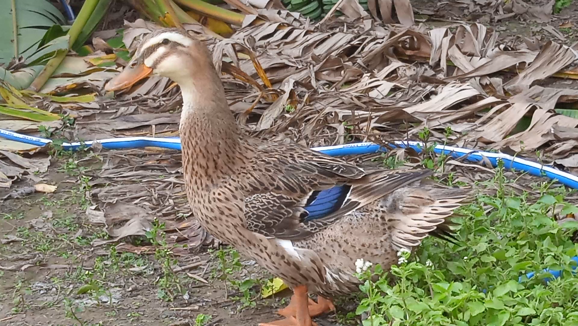 农村土鸭子日常