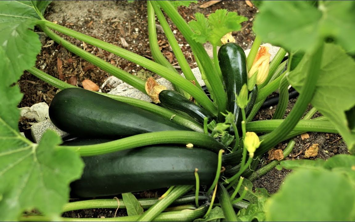 西葫芦的一生|现代农业种植和收获西葫芦哔哩哔哩bilibili