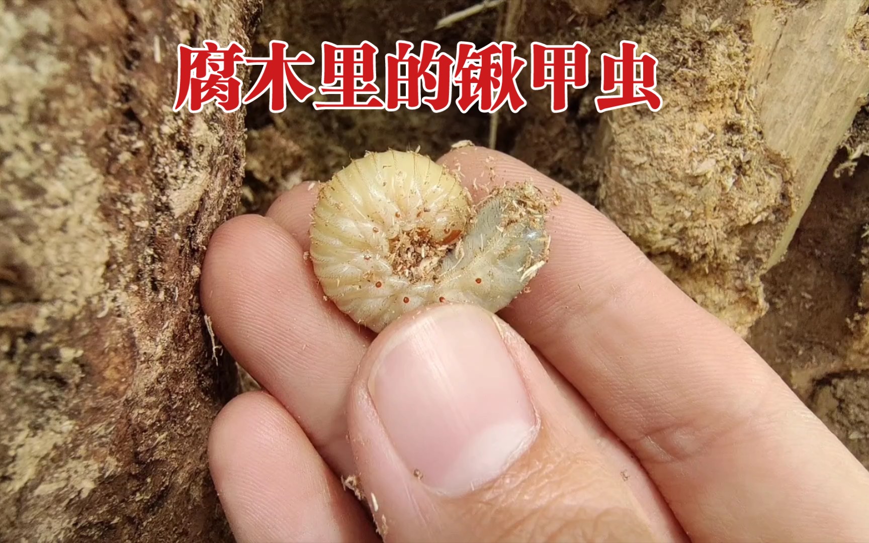 【锹甲幼虫】腐朽的树洞中最容易发现锹甲幼虫.