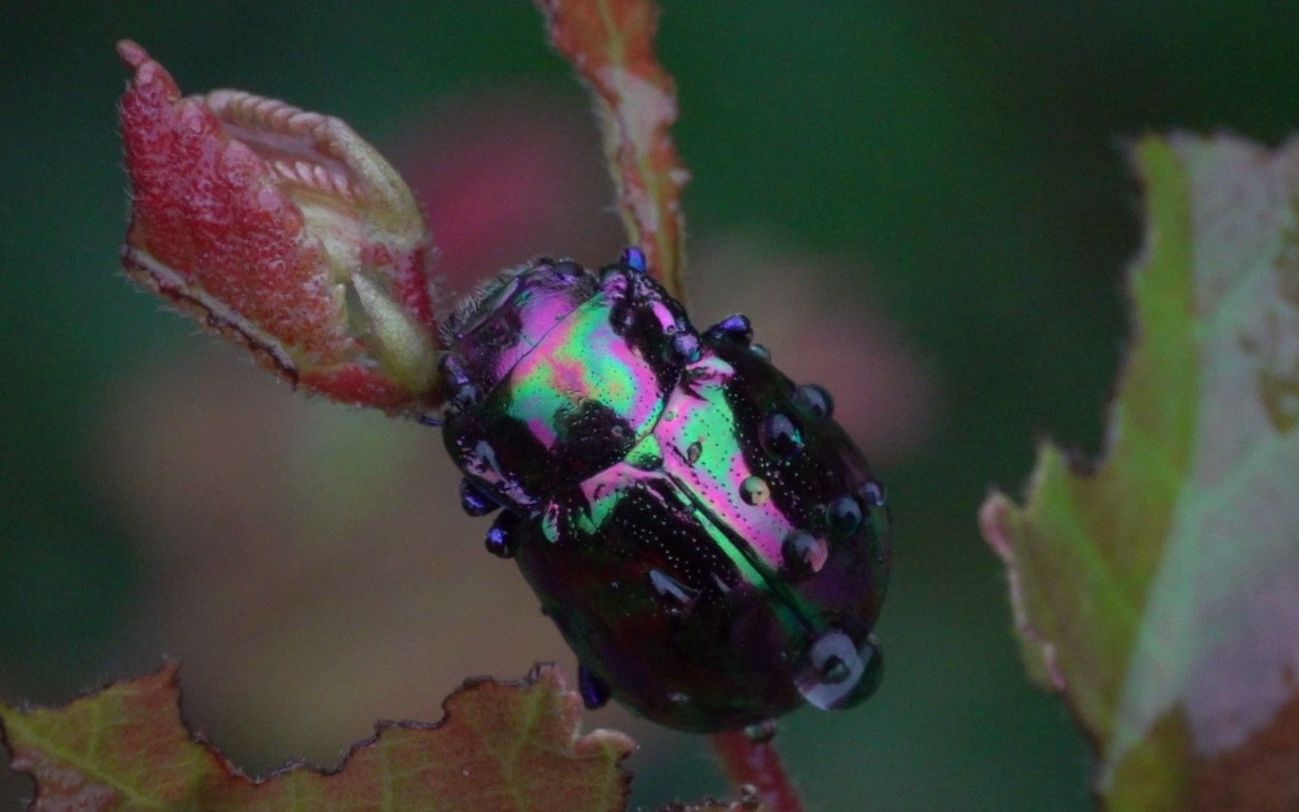 【生物记录/叶甲】琉璃榆叶甲_哔哩哔哩_bilibili