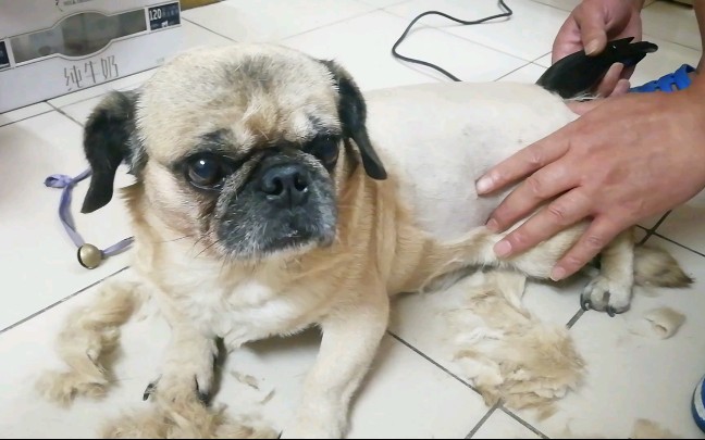 【格格】巴哥 暑假给狗狗剃毛 太热啦[个人存档向]