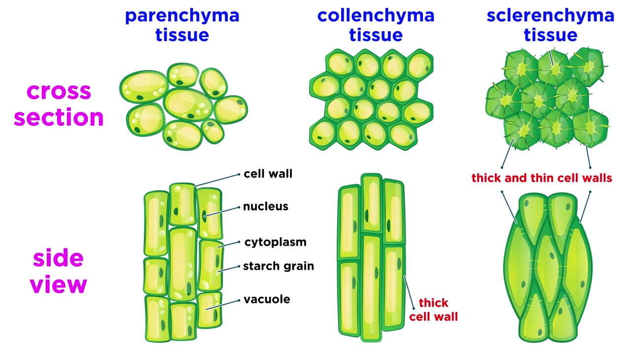 Types of Plant Tissues哔哩哔哩bilibili