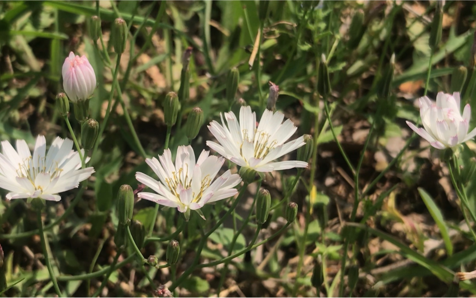 身边的漂亮小野花—中华小苦荬