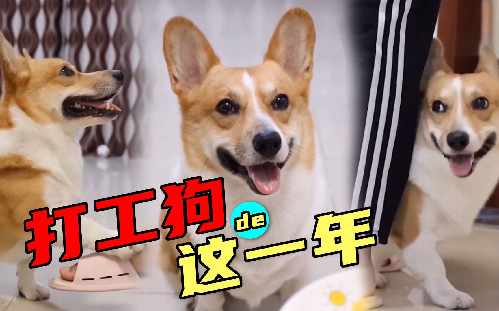 天下没有傻狗,只有会奋斗的打工狗,早安打工人!