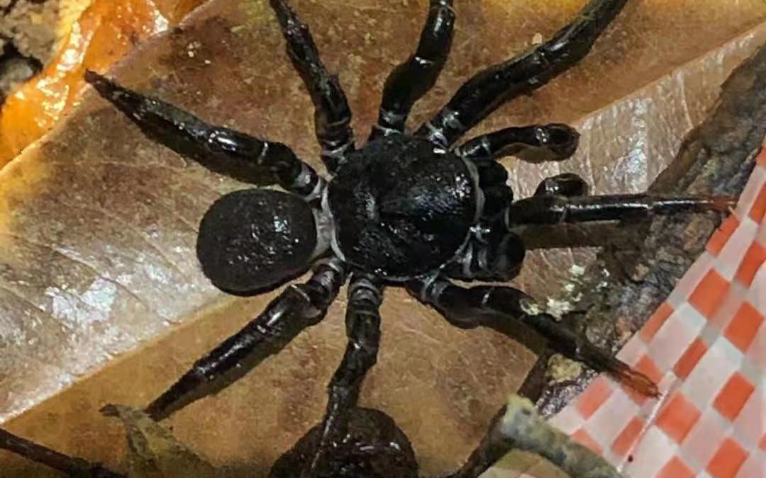 中国最大的蜘蛛图片图片