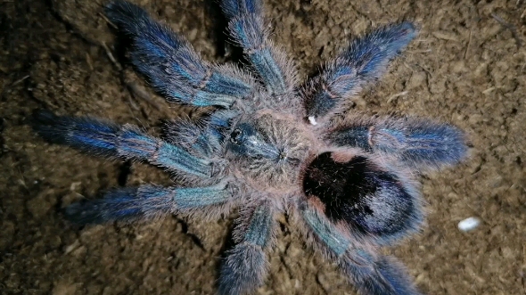 蓝宝石粉趾终于繁殖成功,经历了两年的失败终于见到回报,爱一行就要