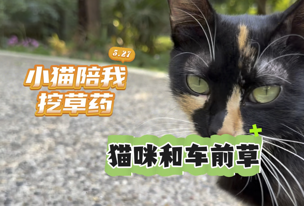 挖草药时被猫咪包围太爽啦,有它们助力事半功倍!哔哩哔哩bilibili