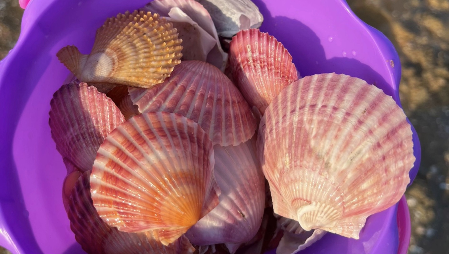 捡不到贝壳?跟我走!