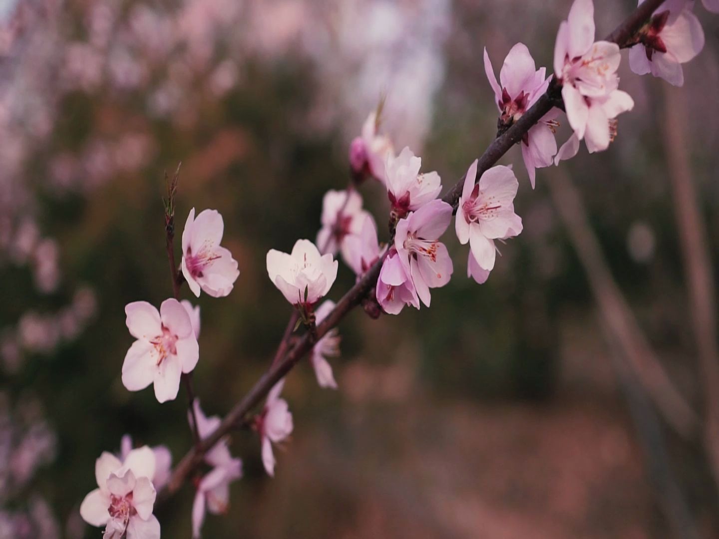 [图]春天田野的花，桃花，梨花，油菜花