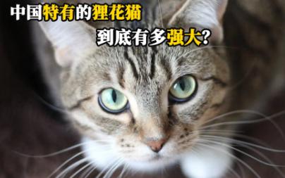 中国特有的狸花猫到底有多强大?哔哩哔哩bilibili