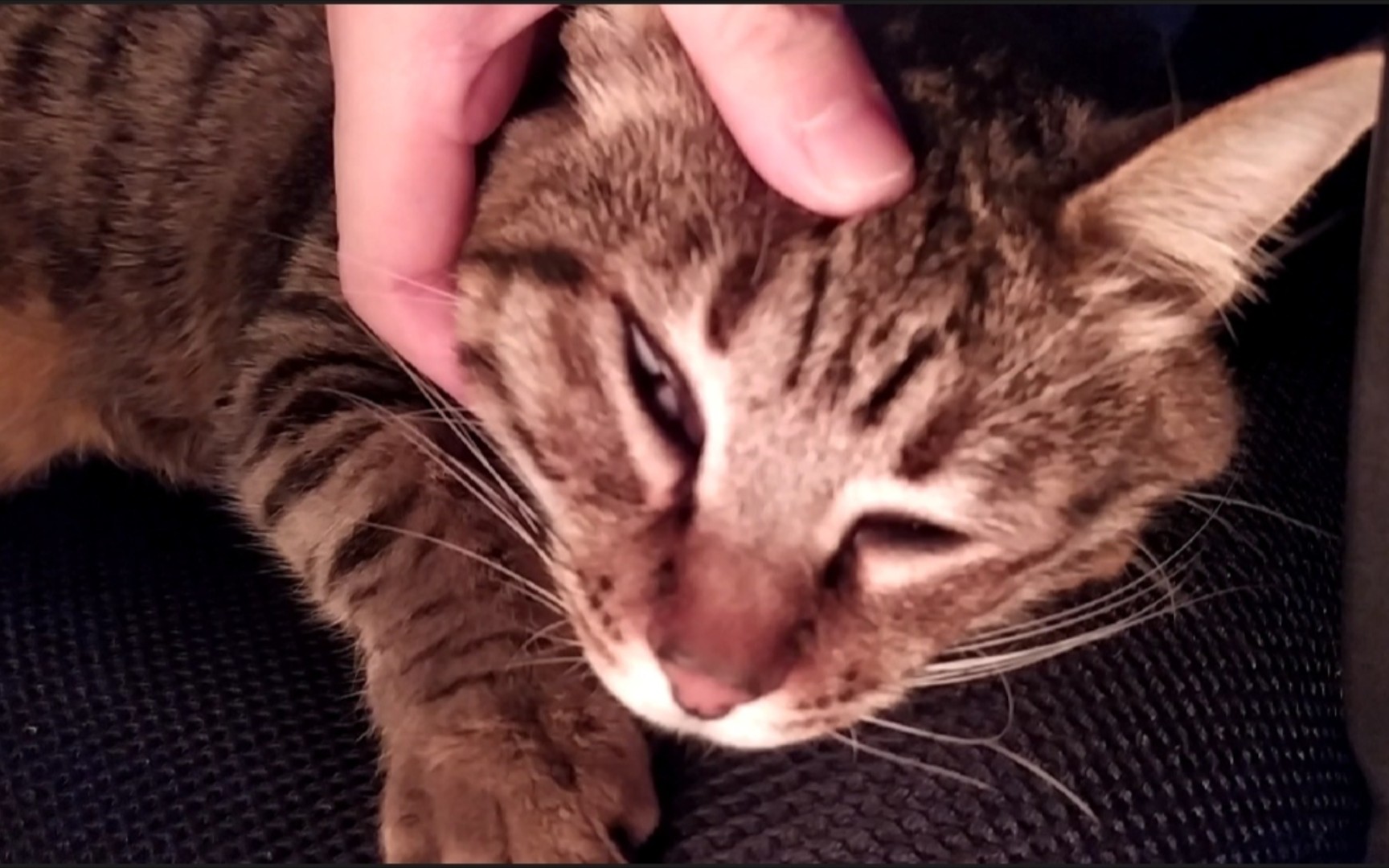 就…小猫咪睡觉的时候不要扒开它的眼睛,不说了我去处理一下伤口