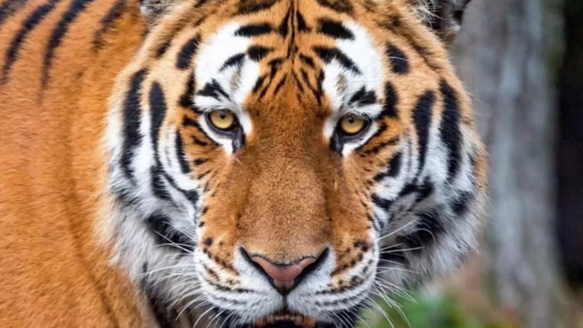 能量低的人多看老虎眼睛