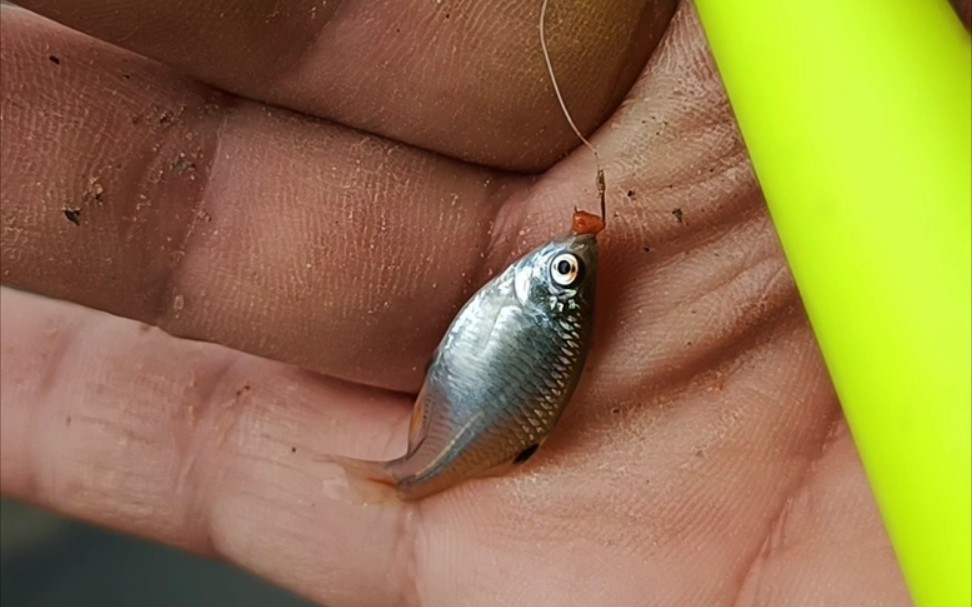 「小物钓」发现一窝瓜子鳑鲏,0.1号金袖上鱼