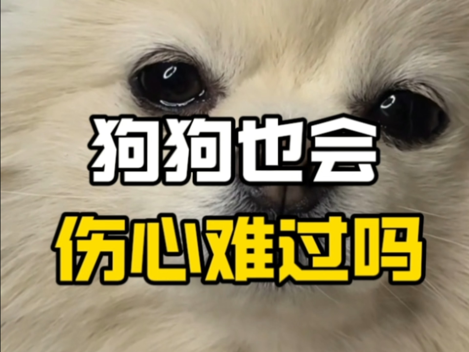 狗狗也会伤心难过吗