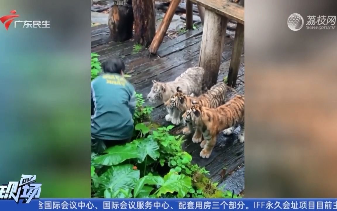 【粤语新闻】广州一乐园内有游客手机不慎掉进“虎穴” 幼虎围观捡手机哔哩哔哩bilibili