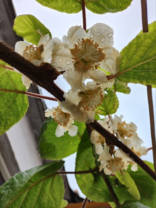 猕猴桃母花,仔细看这样的花才结果,猕猴桃分公株,母株,我感觉前期种
