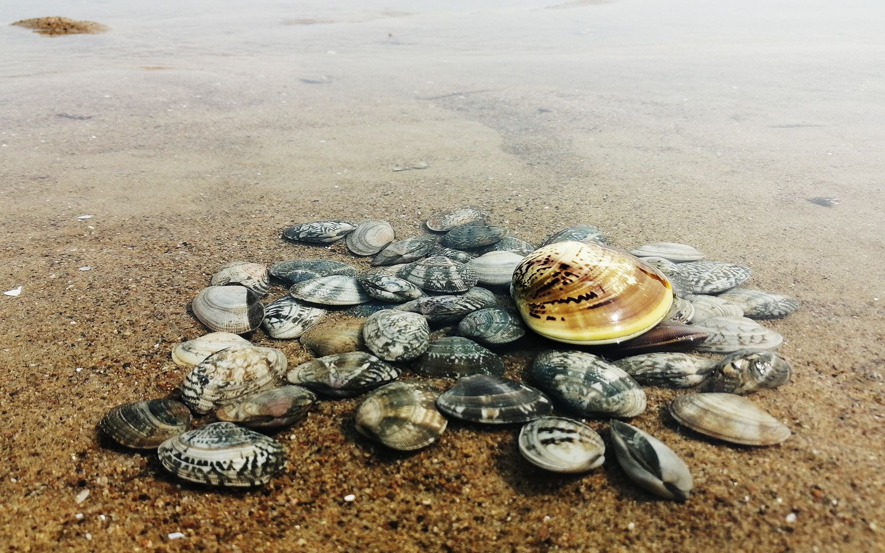 守着海滩买花蛤叫人家笑话,邵子馋了自己挖,一耙扒出大个黄蚬子