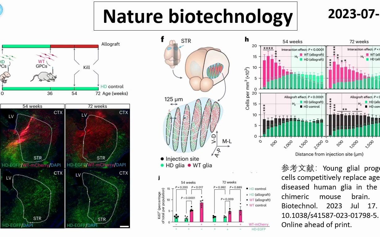 Nature biotechnology—新技术突破:年轻的胶质细胞前体可以成功替代衰老及致病的胶质细胞哔哩哔哩bilibili