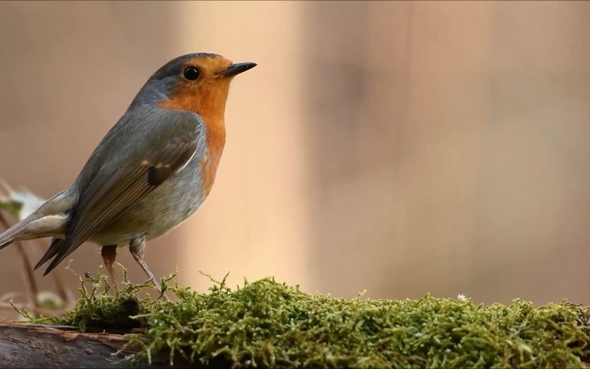 [图]杜鹃圆舞曲(The Cuckoo Waltz) - Johan Emanuel Jonasson