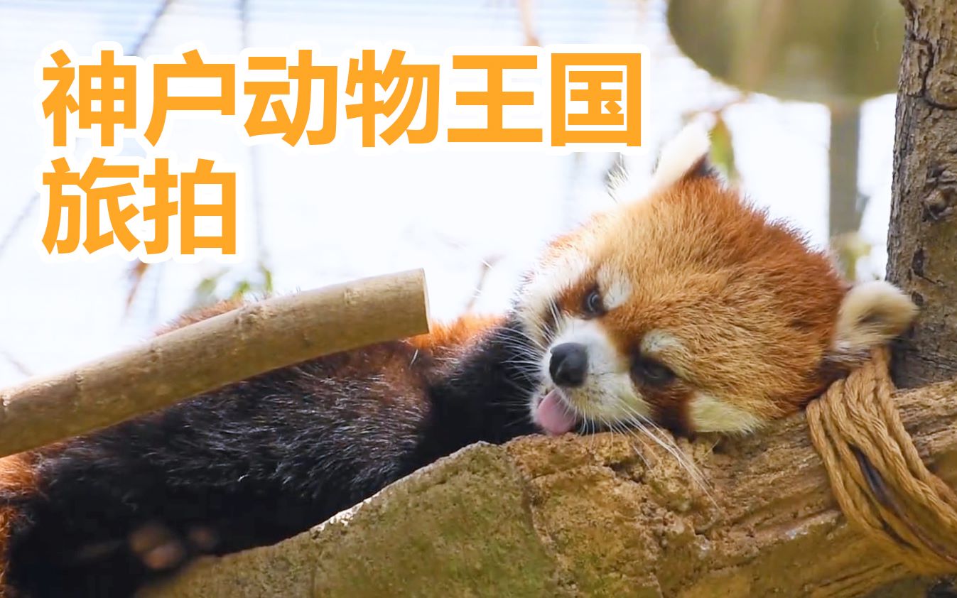 【神戶動物王國旅拍】你以為這是個吸動物視頻,其實這是一個佳能尼康