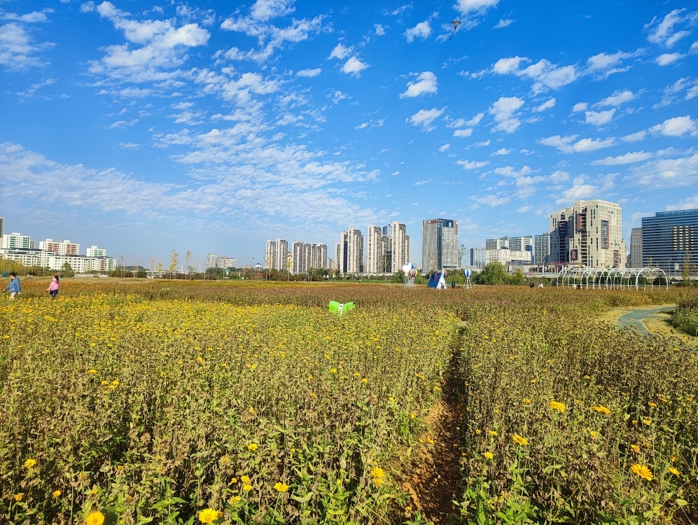 马兰圩湿地公园游玩日记