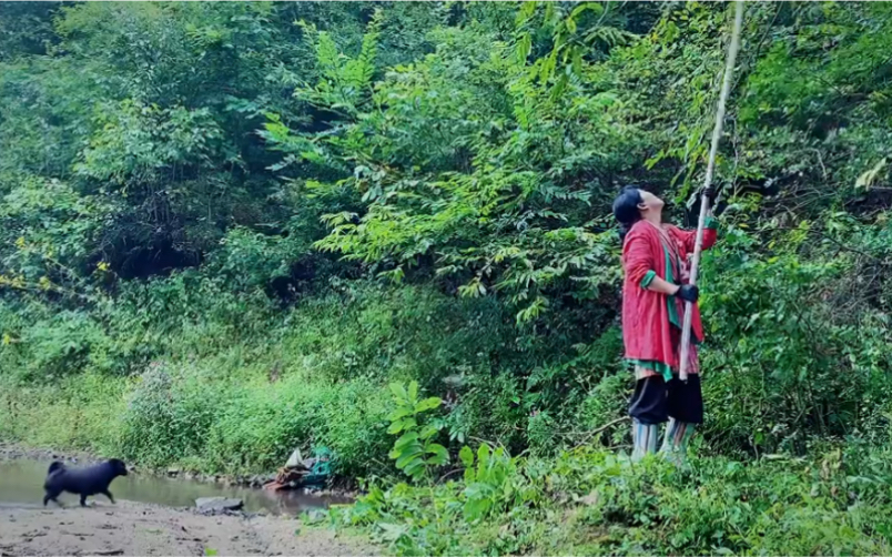 进山采野山核桃,自制五仁馅老式月饼,一个人在大山里的度过第三个中秋节.哔哩哔哩bilibili