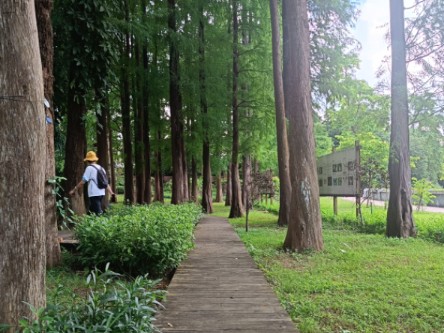 【广州city walk系列100 - 9】广东省树木公园/广东树种最多的树木园