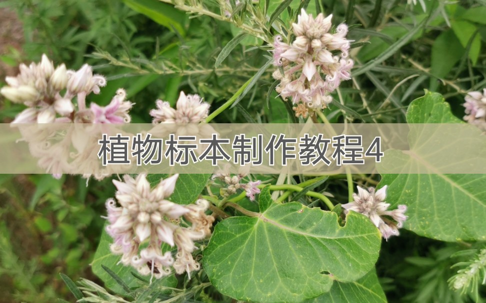 植物标本制作教程4:植物采集哔哩哔哩bilibili