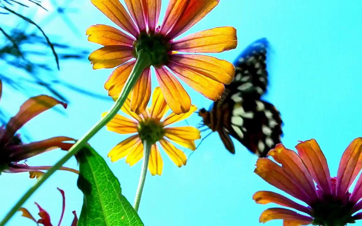 视频素材 ▏d82 唯美野花花园公园草地桃花牡丹花郁金香玫瑰花鲜花