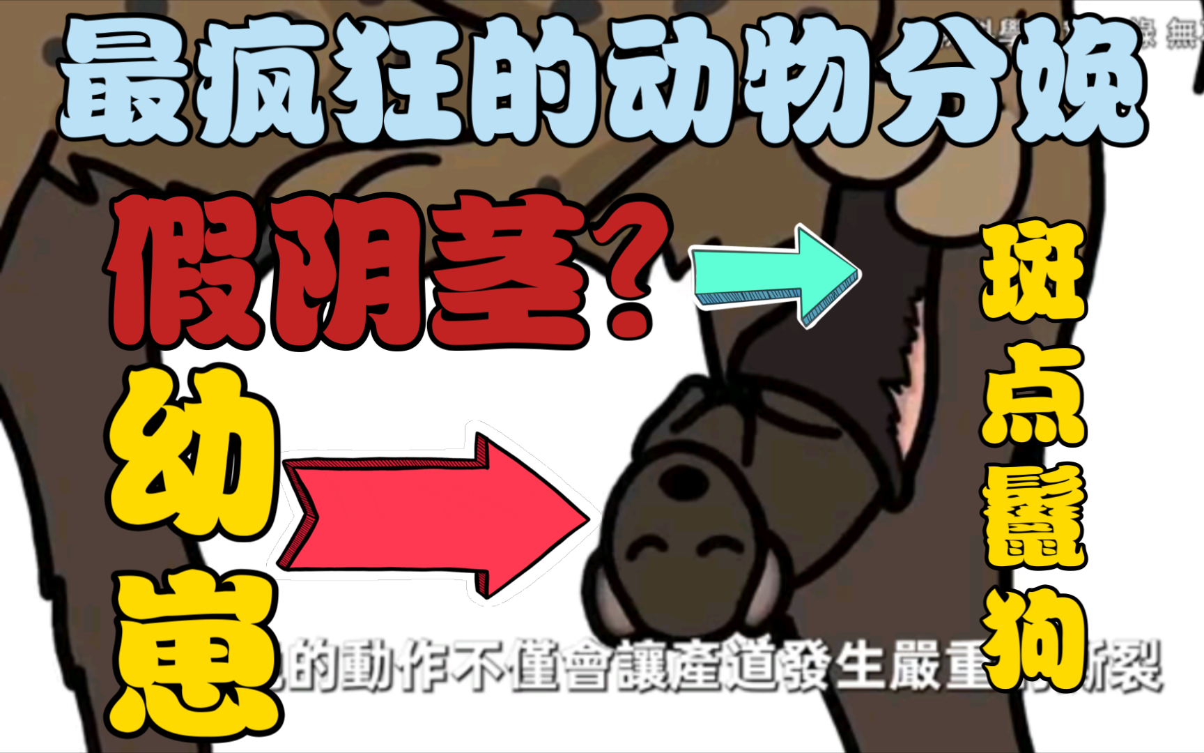 【世界之最】世界上最疯狂的十个动物分娩