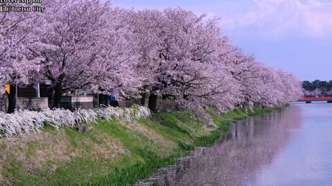 4k Cherry Blossom Of Mt Yoshino 奈良吉野山樱花 哔哩哔哩 Bilibili