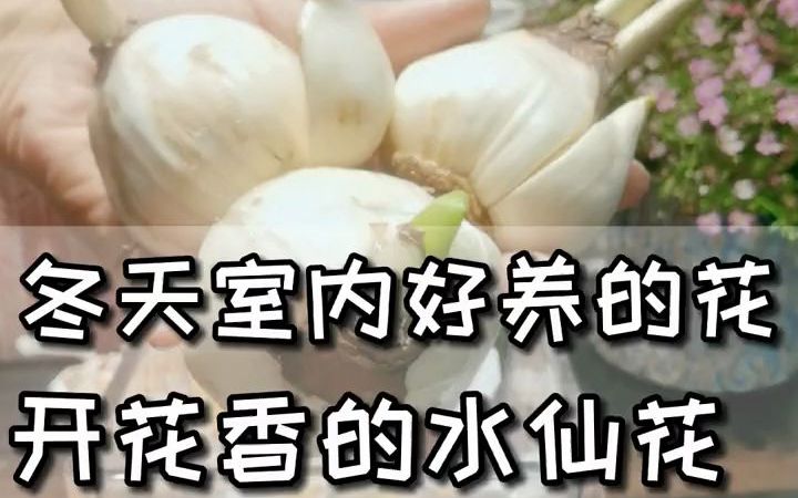 [图]天室内好养开花又香的花水仙花，一起种起来吧防徒长小技巧效果很好哦。