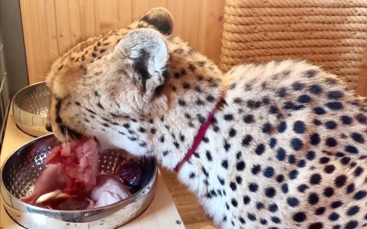 [图]猎豹吃肉的速度太快了，一盆不够还想要