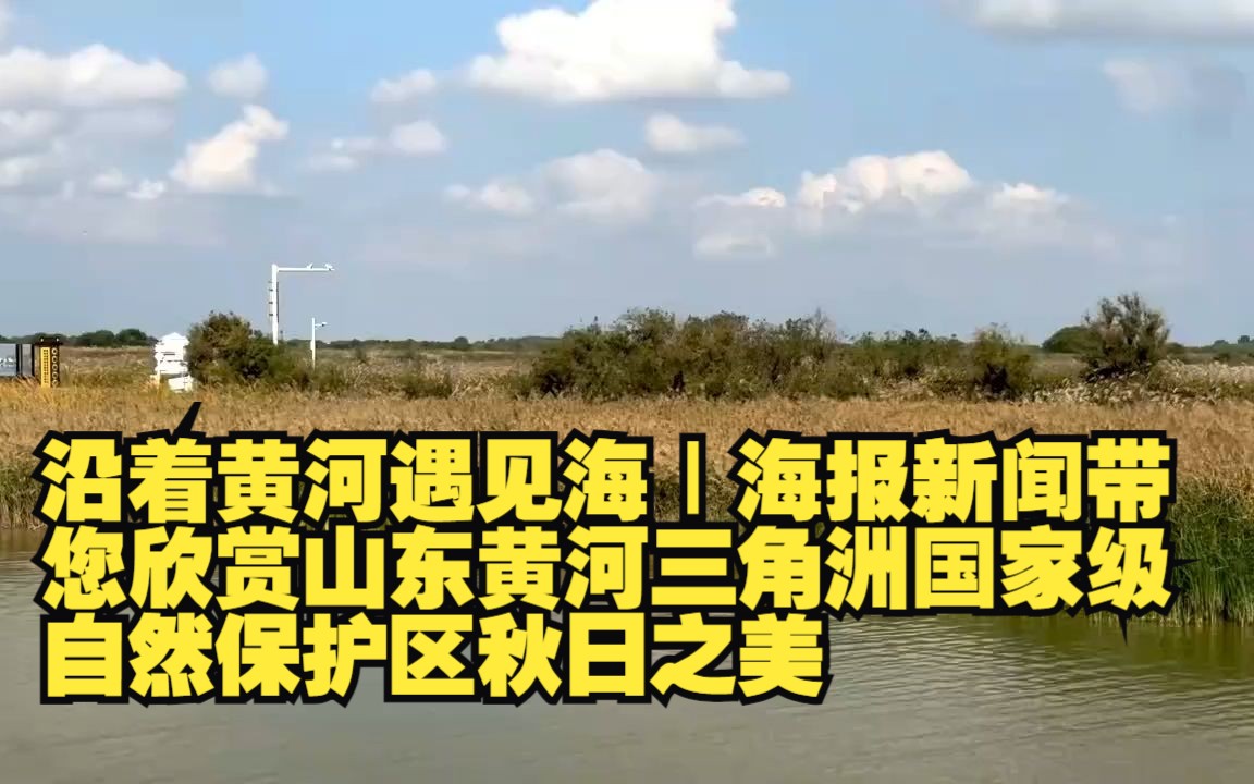 沿着黄河遇见海|海报新闻带您欣赏山东黄河三角洲国家级自然保护区