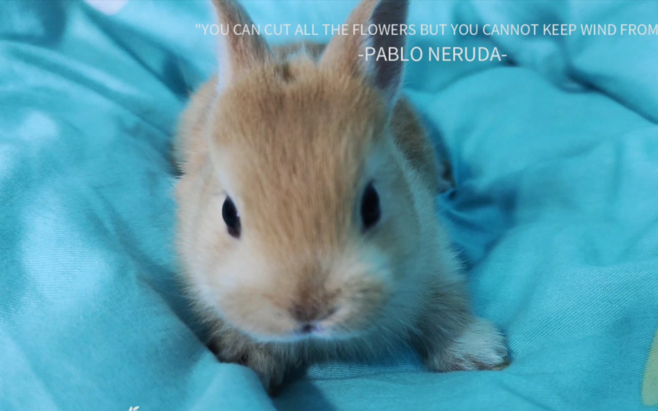 侏儒兔宝宝好可爱啊!