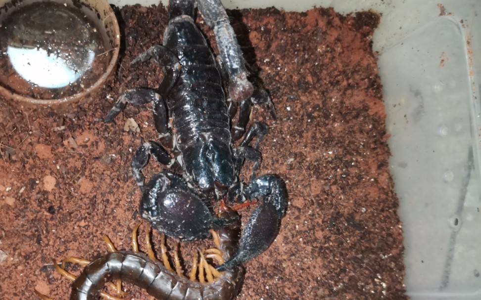 帝王蝎捕食越巨(美国的朋友拍摄)