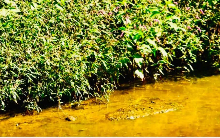 河里的小鱼儿为何如此兴奋?