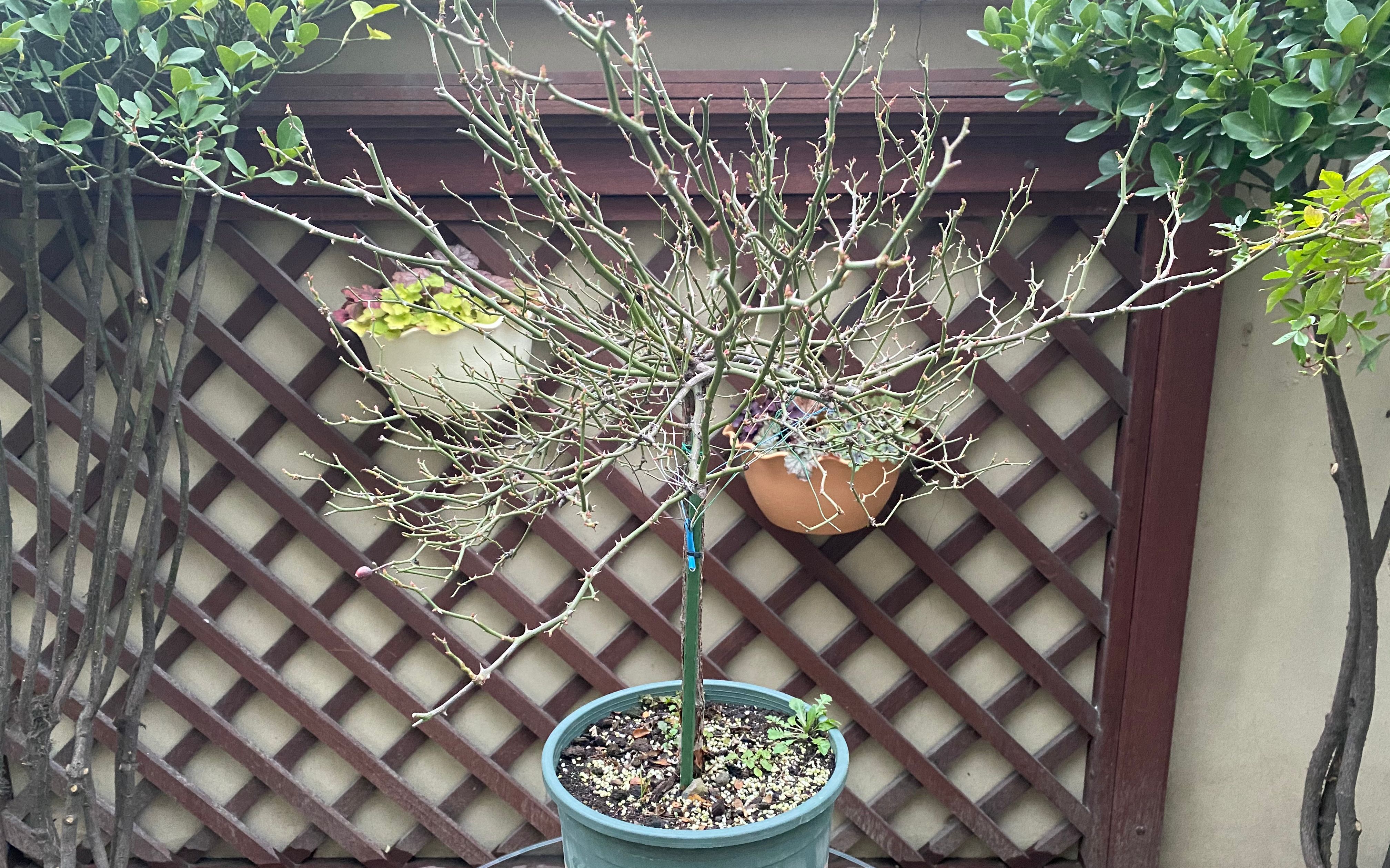 月季花拉枝造型增加分枝开花也更多