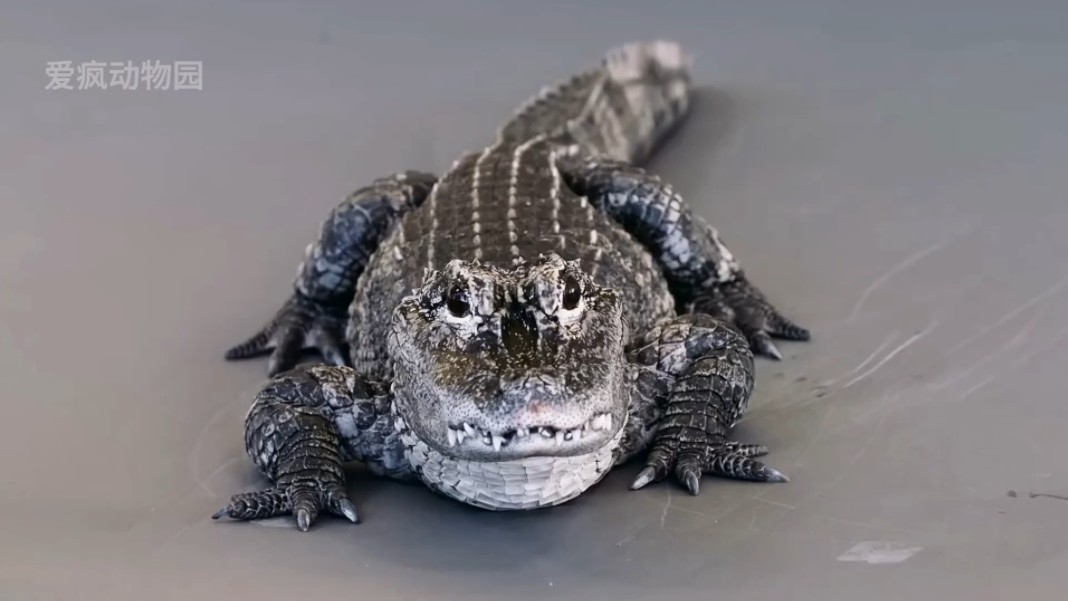 扬子鳄,鳄鱼家族中的耻辱