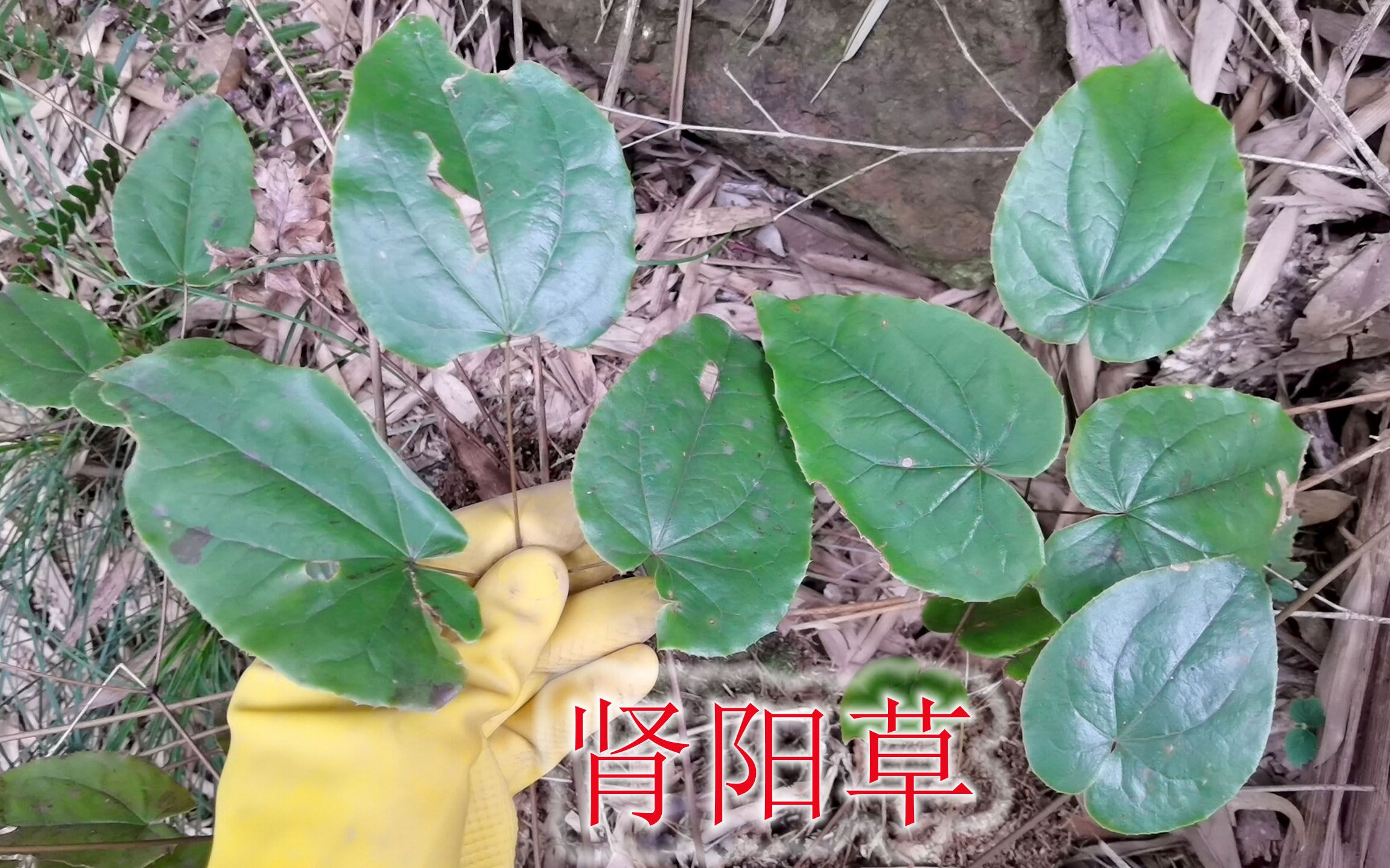 农村 植物 珍贵药材 淫羊藿 植物“淫羊藿”稀少,神农本草经列为中品,男性朋友对它感觉兴趣哔哩哔哩bilibili